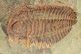 Bright Orange Hamatolenus Trilobite - Pos/Neg Split! #234627-1